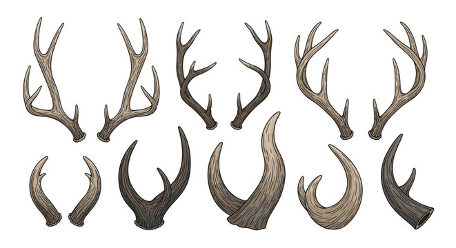 Detailed collection of various deer and elk antlers in different sizes and shapes for hunting and nature themes.