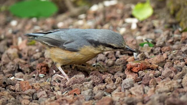 Close-up shot of a small nuthatch bird foraging for food among dry leaves and twigs on the forest floor.