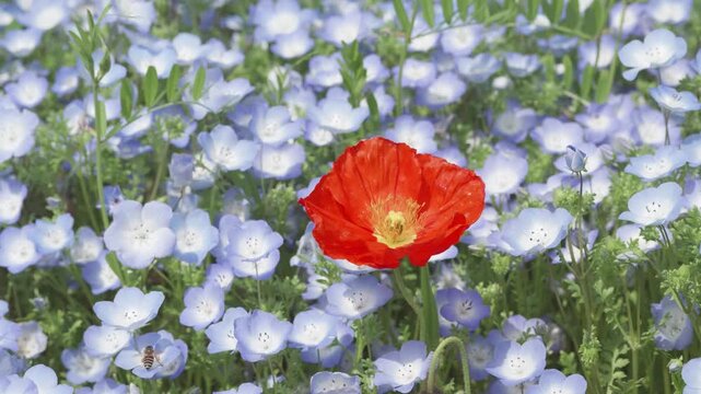 Beautiful red corn poppy flower in baby blue eyes flower (Nemophila menziesii) field in sunny spring day, small white and blue wild flower, 4k slow motion footage b roll shot, spring concept.