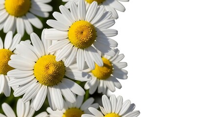 Fototapeta premium Close up of vibrant white daisies with yellow centers blooming in a sunny garden, showcasing delicate petals and natural beauty