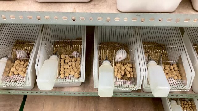 white laboratory mice in rows of plastic cages on a shelf