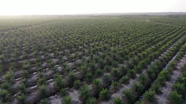 Aerial view of oil palm plantation in Kuala Penyu, Sabah, Malaysia.