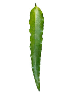 Closeup of a single green leaf of polyalthia longifolia, also known as the ashoka tree, isolated on transparent background
