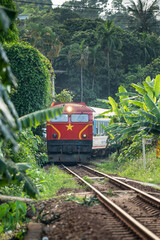 Traditional vietnamese train rushing through lush green jungles in rural Vietnam, red train locomotive with passengers crossing exotic plantation and tropical forest, popular public transport.
