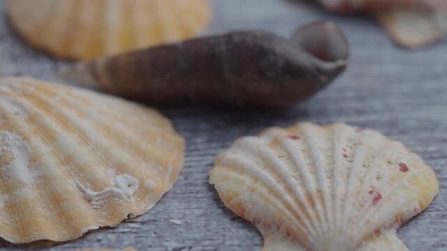 Seashells collection on rustic wooden surface close up rotating in slow motion macro video.