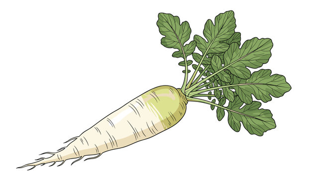 Hand drawn botanical illustration of a white daikon radish with fresh green leaves isolated on a white background.