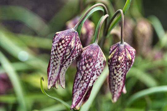 Macro photograph of fritillaria flowers with distinctive checkered petals and soft background. Ideal for botanical, floral, and nature design use.