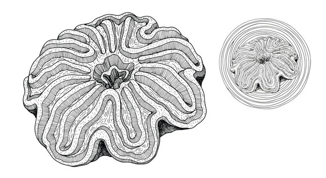 Detailed black and white engraving of marine brain coral shown from two different perspectives on a white background.
