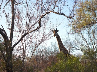 giraffe on safari in south africa  © Hanna