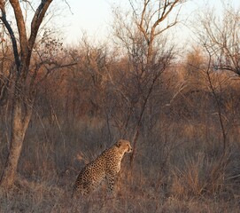 cheetah on the ground in South Africa  © Hanna