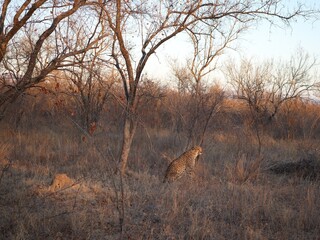 cheetahs in south africa on safari in the sun © Hanna