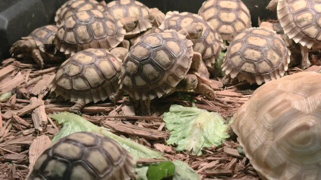 Large group of turtles for sale at reptile show 4k
