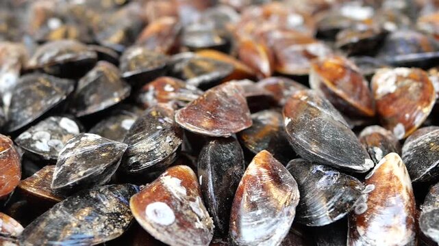 Close-Up Pile of Mussel Shells Seafood Texture at Market Fresh Marine Shellfish Background