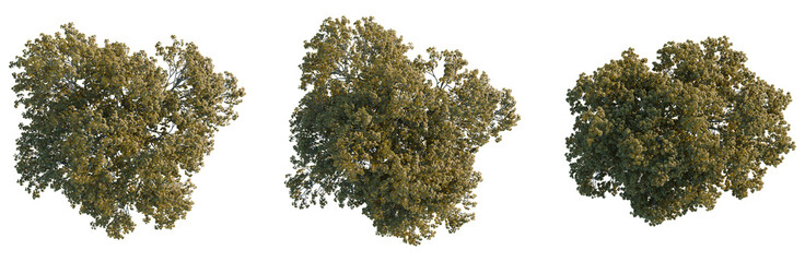 Acer platanoides crimson king tree plan, top view, cutout, transparent background, isolate, Detailed 3d model of a majestic oak tree with intricate leaves, branches, and bark texture. © Peter Hai