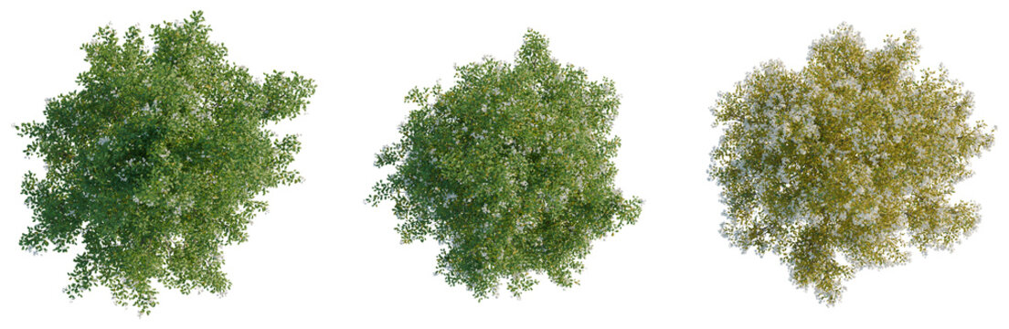 Amelanchier canadensis tree plan, top view, cutout, transparent background, isolate, Aerial view of lush green forest landscape, perfect for nature and travel themes.