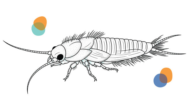 Accurate black and white scientific drawing of a silverfish insect with abstract orange and blue decorative dots.