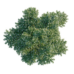 Obraz premium Cornus alternifolia tree plan, top view, cutout, transparent background, isolate, Dense Evergreen Shrubbery - High-Resolution Aerial View for Landscape and Nature Themes