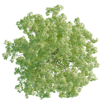 Gleditsia triacanthos tree plan, top view, cutout, transparent background, isolate, Detailed Green Tree Branch with Lush Foliage, Realistic Illustration for Nature Design