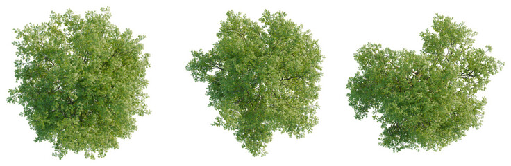 Gleditsia triacanthos tree plan, top view, cutout, transparent background, isolate, Detailed aerial view of lush green pine forest landscape with vibrant foliage and natural beauty © Peter Hai