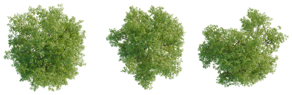 Gleditsia triacanthos tree plan, top view, cutout, transparent background, isolate, Detailed aerial view of lush green pine forest landscape with vibrant foliage and natural beauty