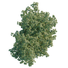 Obraz premium Shademaster honeylocust tree plan, top view, cutout, transparent background, isolate, Detailed aerial view of lush green tree canopy, vibrant foliage, nature's beauty