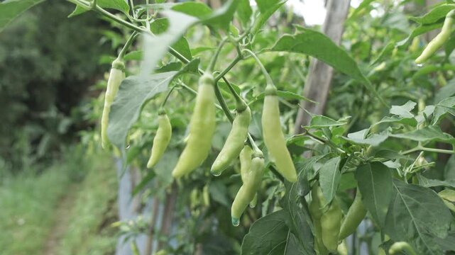 Green Chili Peppers Hanging on Plant in Garden With Dew Drops and Leaves