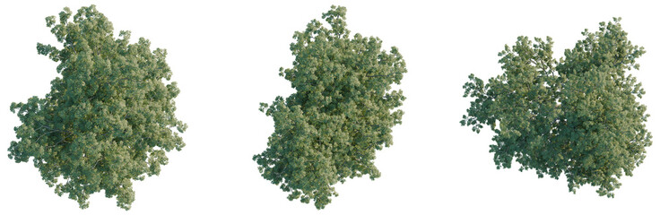 Obraz premium Shademaster honeylocust tree plan, top view, cutout, transparent background, isolate, Detailed aerial view of lush green forest canopy, showcasing intricate texture and vibrant ecosystem.