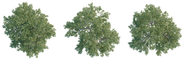 Shademaster honeylocust tree plan, top view, cutout, transparent background, isolate, Detailed aerial view of lush green forest canopy with vibrant foliage and dense tree cover. © Peter Hai