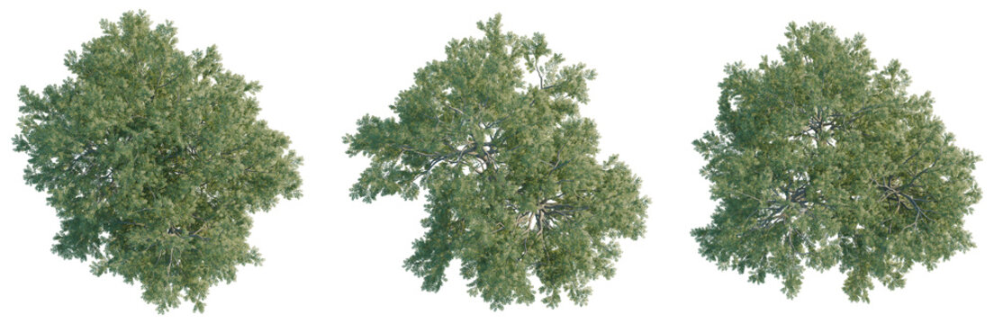 Shademaster honeylocust tree plan, top view, cutout, transparent background, isolate, Detailed aerial view of lush green forest canopy with vibrant foliage and dense tree cover.