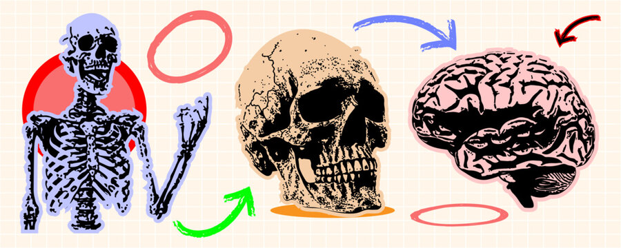 Collage of human anatomy elements including a skeleton, a skull, and a brain on a grid background