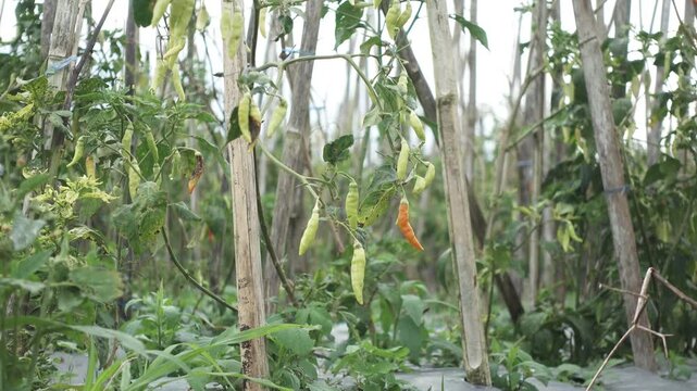 Ripe and Unripe Chili Peppers Growing on Staked Farm Plants in a Rustic Vegetable Garden