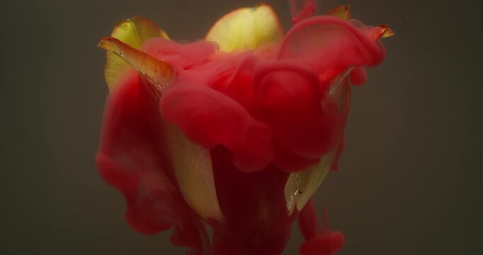 Flower art. Paint background. Blur yellow color tulip nature plant red cloud dew texture on creative acrylic abstraction.