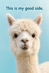 Obraz premium Close-up of alpaca smiling awkwardly, pastel blue background, rounded font, slogan: 