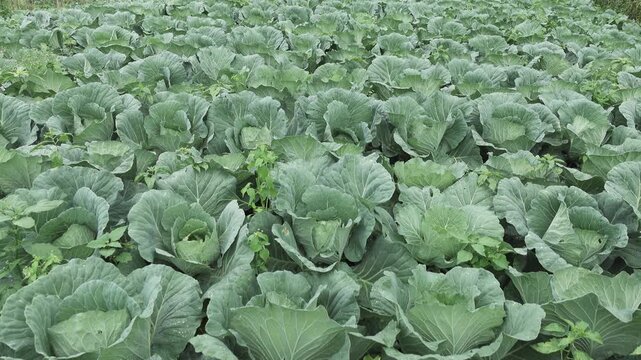 Cabbage field with dense green plants growing in rows, capturing vegetable farming, agricultural cultivation, and natural crop conditions in a rural environment