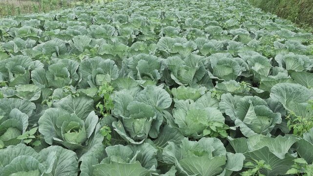Lush cabbage plantation with leafy green vegetables growing closely together, showcasing organic farming and rural agriculture landscape