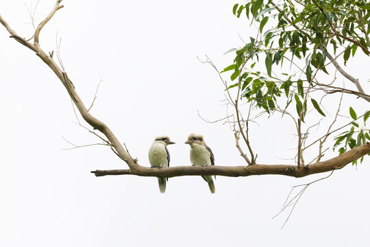 Portrait of two kookaburra birds facing each other whilst sitting on a tree branch with a white background.