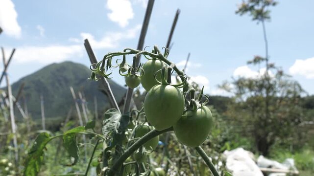 Close up of fresh green tomatoes growing on the vine with a blurred rural mountain background, capturing natural agriculture
