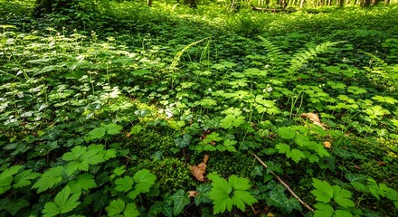 Fototapeta premium Lush Greenery - A Forest Floor Covered in Vibrant Plants.