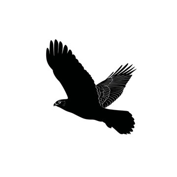 Silhouette of a soaring hawk against a white background