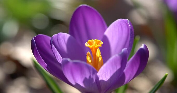 Close-up of a vibrant purple crocus flower blooming in a sunny garden with blurred greenery