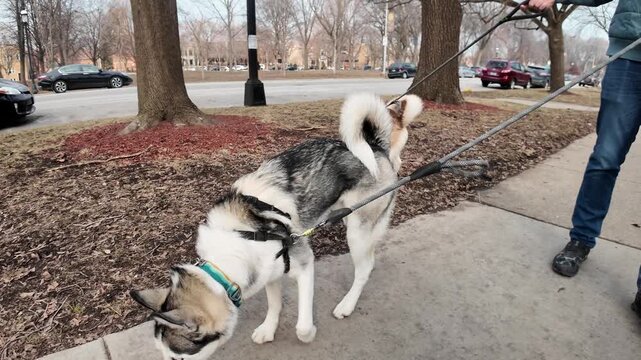 Walking two huskies on leash in the day on a walk to the park.