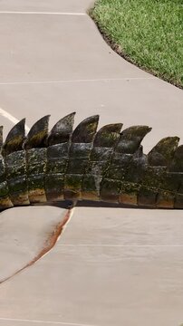 Saltwater Crocodile Tail Moving Across Concrete Path in Australia