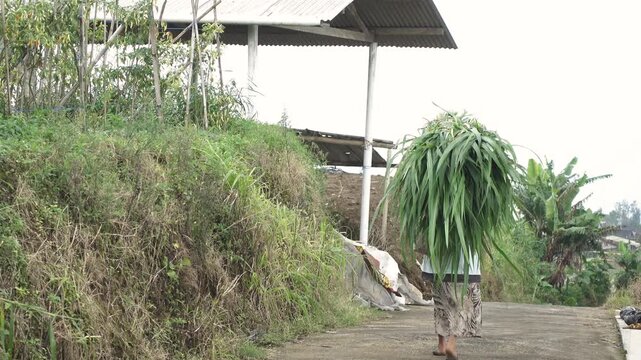 Village farmer walking through farmland in the morning while carrying grass for livestock, showcasing daily agricultural work and rural life