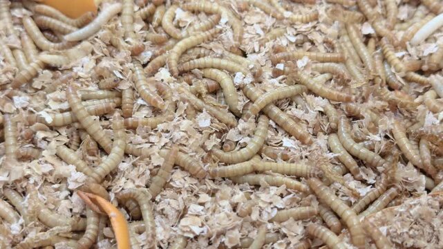 Mealworms for reptile food crawling around 4k
