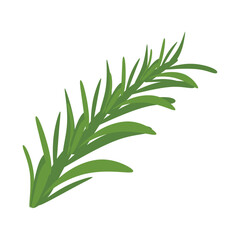 Fototapeta premium Rosemary Sprig Fresh Culinary Herb Flat Vector Graphic