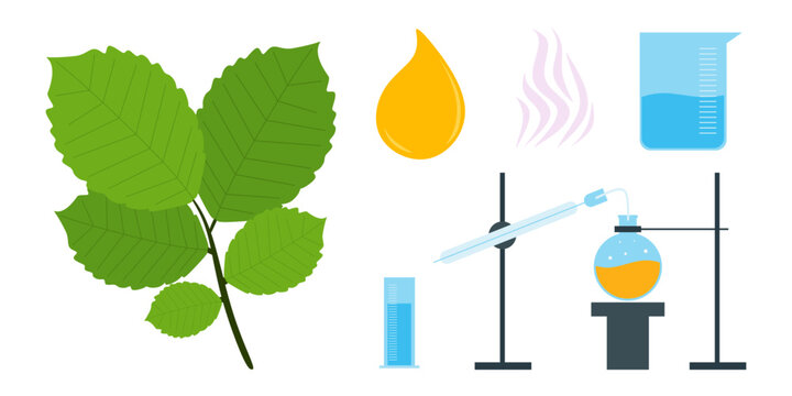 Flat Illustration of Essential Oil Steam Distillation Process
