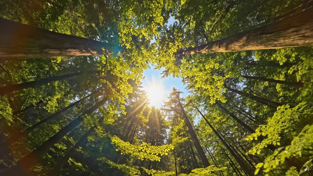 Low angle wide perspective of tall deciduous trees with vibrant green and yellow leaves in a dense forest, looking up at the bright sun shining through the canopy into a clear blue sky.