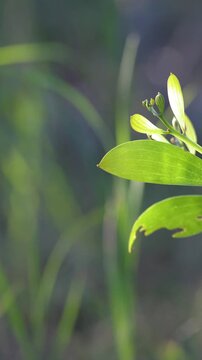 Close Up of Australian Wattle Leaves in Bright Natural Sunlight