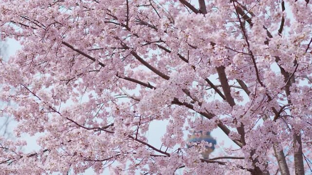 Beautiful pink cherry blossom petals falling in the wind during spring
