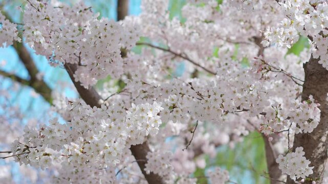 Romantic spring scene with stunning cherry blossom flowers in full bloom in soft sunlight and bright blue sky